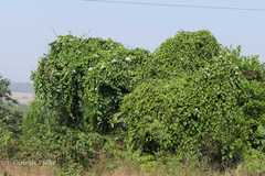 Ipomoea campanulata